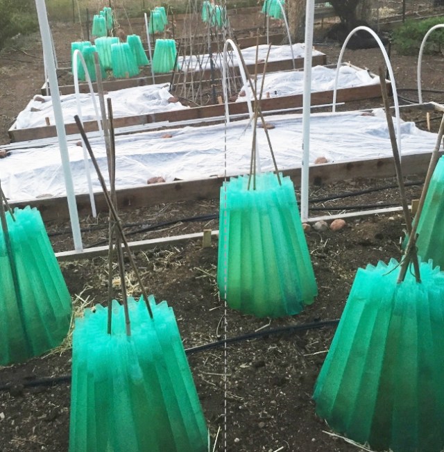 The Impact of Morkel Backing Abhishek's Career Growth